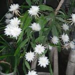 Queen of the Night Plants: Caring for the Stunning Queen of the Night Cactus
