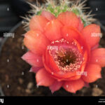 Do All Cactus Flower? Understanding the Flowering Habits of Cacti