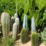 Cactus Types in California: Discovering the Best Cacti Found in California