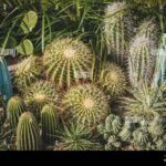 Small Outdoor Cactus Plants Perfect for Your Garden