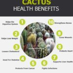 What Are Cactuses Good For? Exploring the Benefits of Cactus Plants