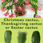 Taking Care of a Christmas Cactus: The Best Tips for Keeping Your Christmas Cactus Blooming