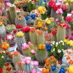 Different Types of Cactus: Exploring the Most Popular Varieties for Your Garden