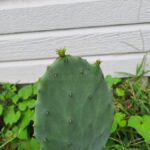 Cactus Sprouting New Growth: What It Means