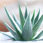 How to Care for Cactus Plants Like a Pro