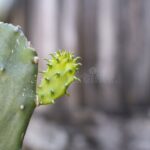 Prickly Pear Cactus New Growth: What to Expect and How to Care for New Growth on Prickly Pears