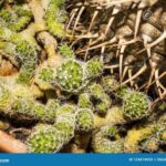 Plural Form of Cactus: Cactus or Cacti?