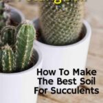 Best Soil for Cactus: The Top Soil Types for Healthy Thriving Cacti