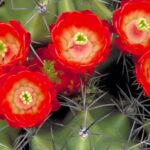 Cactus Plants with Red Flowers That Will Wow Your Garden