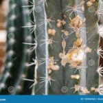 What Eats a Cactus? Surprising Animals That Snack on Spikes