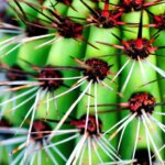 Cactus with Red Spikes: Identifying and Caring for Cactus Plants with Red Spines