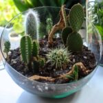 Cactus in a Terrarium: How to Create a Beautiful Desert Environment Indoors