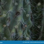 Cactus That Shoots Thorns: The Unique Cacti That Defend Themselves with Needle-Shooting Spines