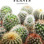 How Often Should You Water a Cactus? The Ideal Watering Schedule for Cacti