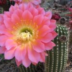 Cactus with Big Flowers: Beautiful Cactus Varieties That Bloom with Large Flowers