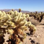 Sand for Cactus Plants: Why Sand Is Important for Cactus Soil