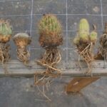 Do Cactus Have Roots? Exploring the Root Systems of Cactus Plants