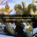 Can Cactus Survive in Cold Weather? Understanding Cold-Tolerant Cactus Varieties