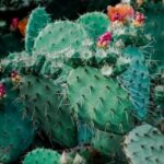 Can You Eat Cactus: A Complete Guide to Eating Cactus Plants and Their Parts