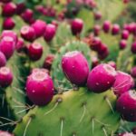 Cactus You Can Eat: Delicious and Edible Cactus Varieties to Try