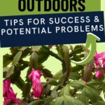 Can a Christmas Cactus Go Outside? Is It Safe to Place Your Christmas Cactus Outdoors?