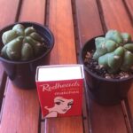 How to Trim a Cactus Without Killing It: Tips for Pruning Cacti Safely