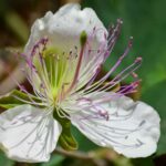 Caper Bush Growing Zones: Where They Thrive Best