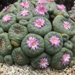 Lophophora