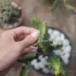 Caring for a Cactus: Tips for Healthy Happy Plants