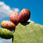 How to Eat Cactus Fruit: A Delicious Guide to Harvesting and Enjoying Cactus Fruit