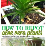 How to Regrow Aloe Plants Easily at Home