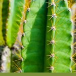 Types of Cereus Cactus: A Guide to Identifying and Growing These Unique Plants