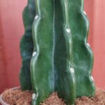 Cuddly Cactus Turning Black: What to Do When Your Cactus Turns Black