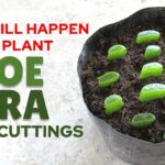 How to Plant Aloe Vera Leaf: Tips for Growing Aloe Vera from a Single Leaf