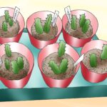How to Start a Christmas Cactus and Watch It Thrive