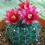 Small Indoor Cactus Plants: The Best Cacti for Small Spaces and Indoor Growing
