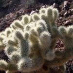 Names of Cactus in Arizona: Common Cactus Species Found in Arizona