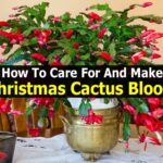 Christmas Cactus Care in Florida: Sunshine and Bloom Tips