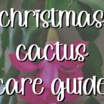 Care of Christmas Cactus Outdoors: Dos and Don’ts