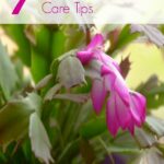 How Do You Take Care of a Christmas Cactus? Essential Tips for a Healthy Christmas Cactus