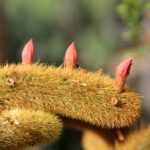 What Does a Cactus Look Like? A Visual Guide to Cactus Shapes and Features