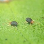 Images of Clover Mites: How to Identify and Deal with Clover Mites on Your Plants