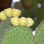 Yellow Prickly Pear Cactus: The Beauty and Care of the Yellow Prickly Pear Cactus