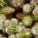 Is Cactus Soil Acidic? Understanding the Ideal Soil pH for Cactus Plants