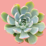 How to Identify Succulent House Plants Like a Pro