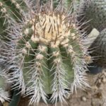 Copiapoa