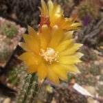 Corryocactus