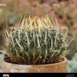 Coryphantha