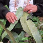 Picture of a Cow’s Tongue (And Why It’s a Plant!)