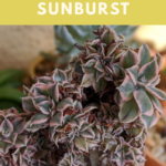 Succulent Plants Pictures and Names for Easy Identification